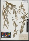 Foto von Salix alba L.